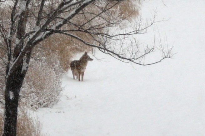 Snow Coyote 1