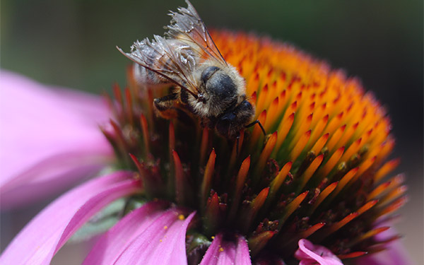 Bee on Echinacea Flower 1 small