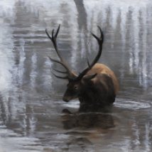 Stag wading with reflections