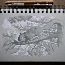 Squirrel Drawing