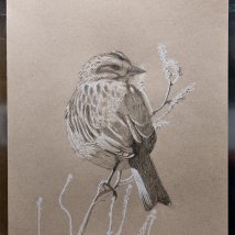 Draw a Bird Day - Savannah Sparrow