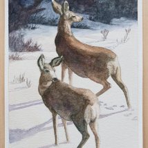 Two Deer in Snow